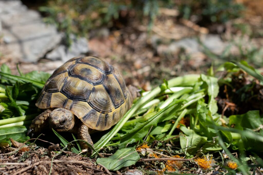tartaruga che mangia verdura