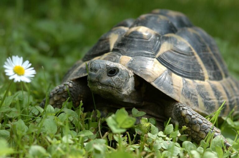 tartaruga greca tartaruga greca