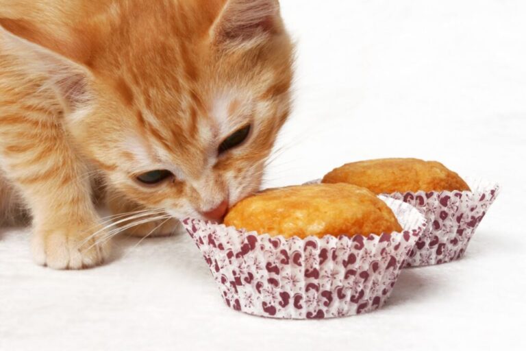 torta per gatti