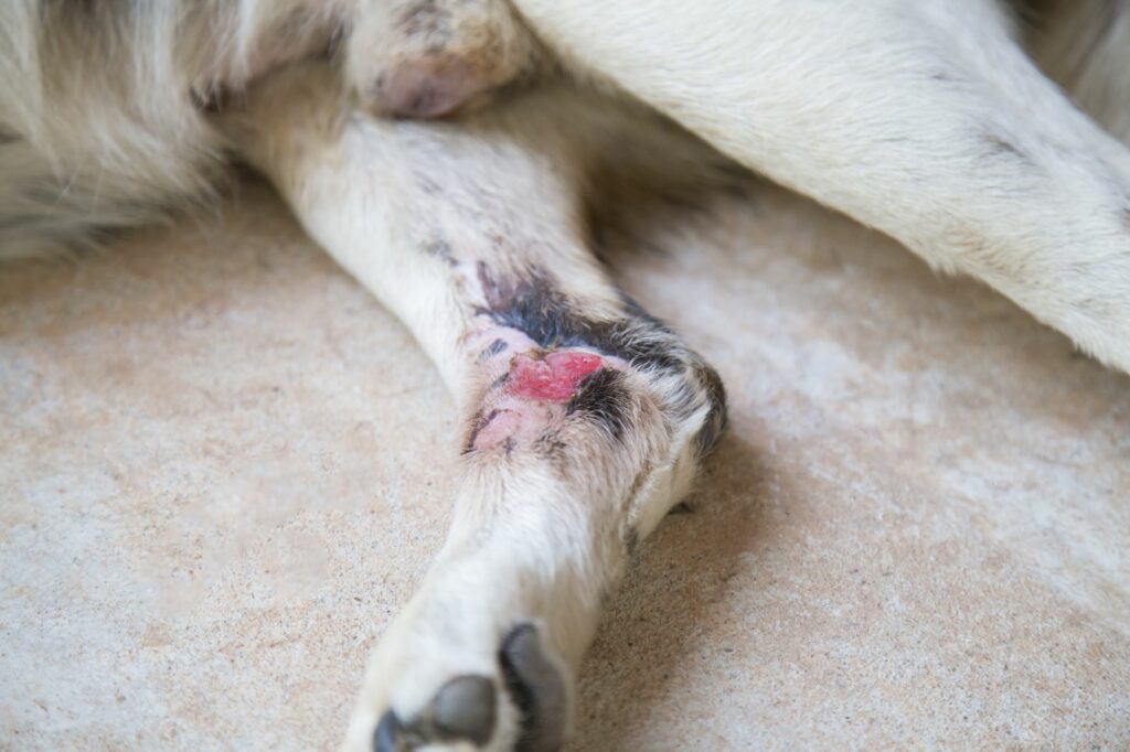 zampa di un cane con artrite