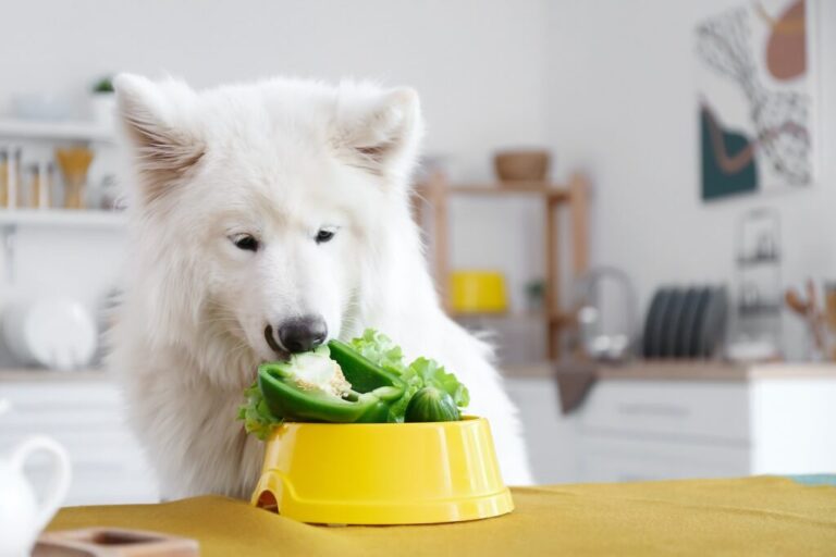 alimentazione vegana per cani