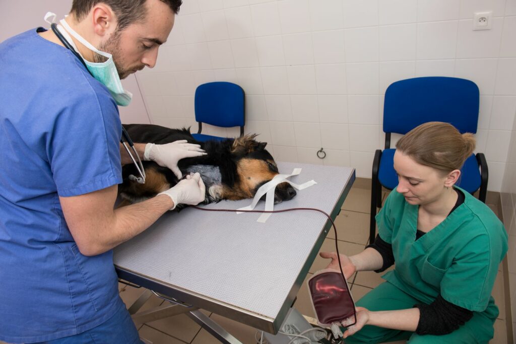 anestesia per cane che dona