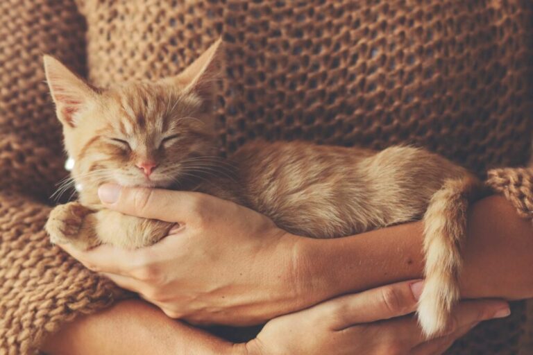 assicurazione per gatti assicurazione per gatti