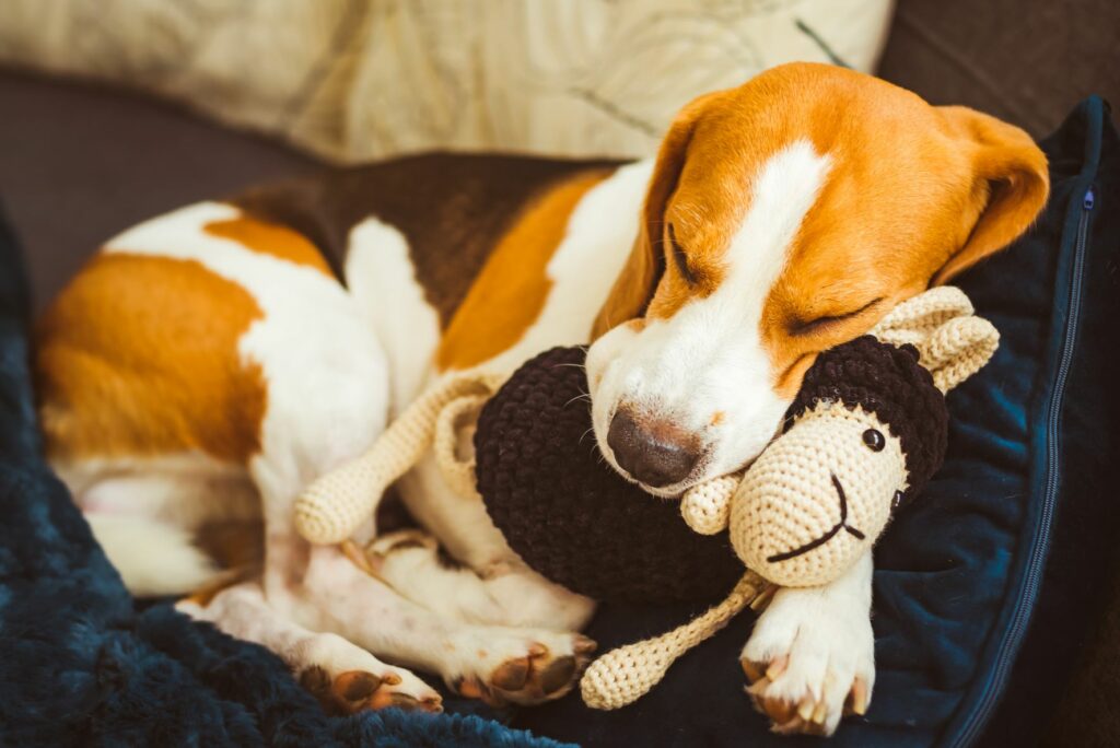 cagnetta che coccola peluche