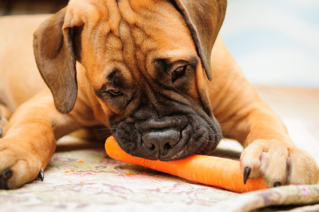 little puppy bullmastiff