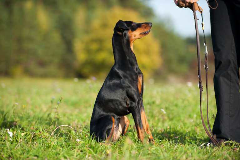 comportamento dominante del cane