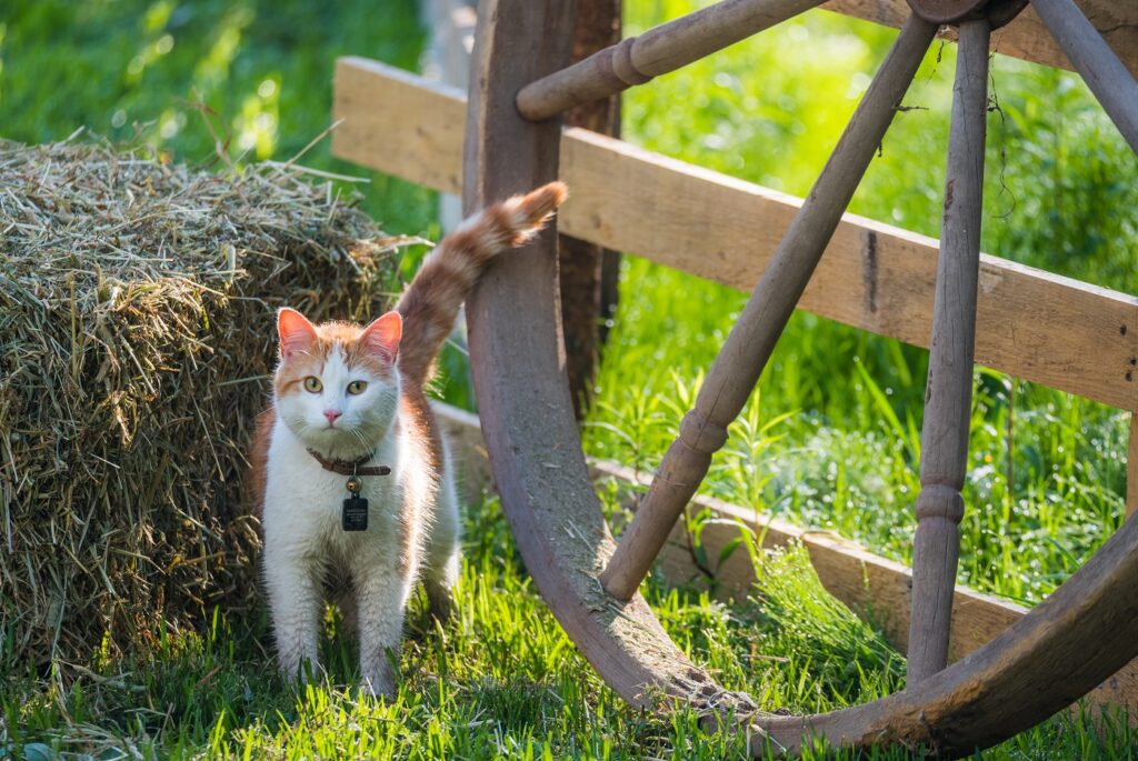 A young pet cat with a bell collar and wet with morning meadow d