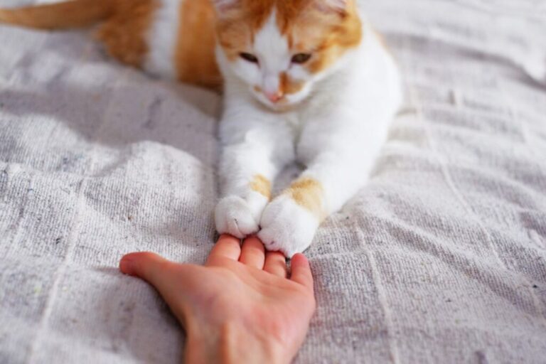 i-gatti-sanno-amare i gatti sanno amare