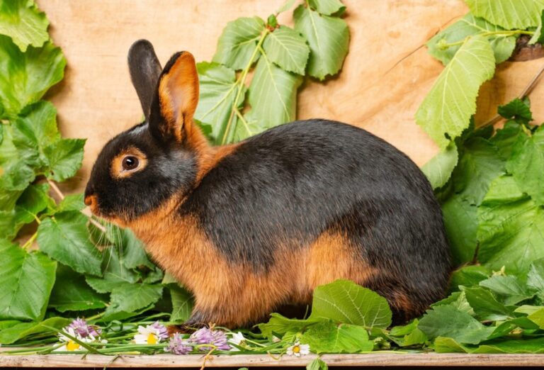 The Tan rabbit on a wooden background with graas and leaves – th