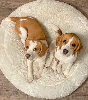 letto per cani con dolori articolari