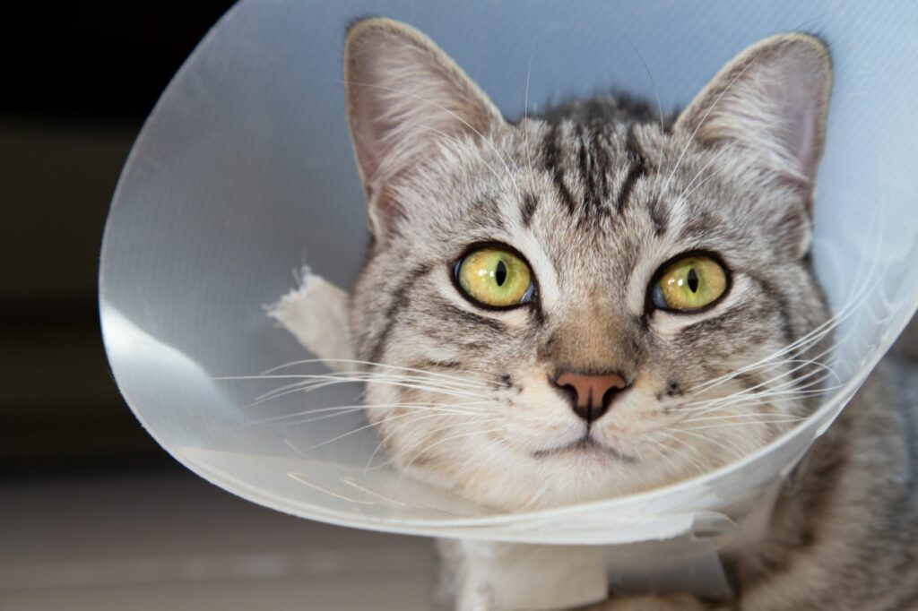 un gatto assicurato