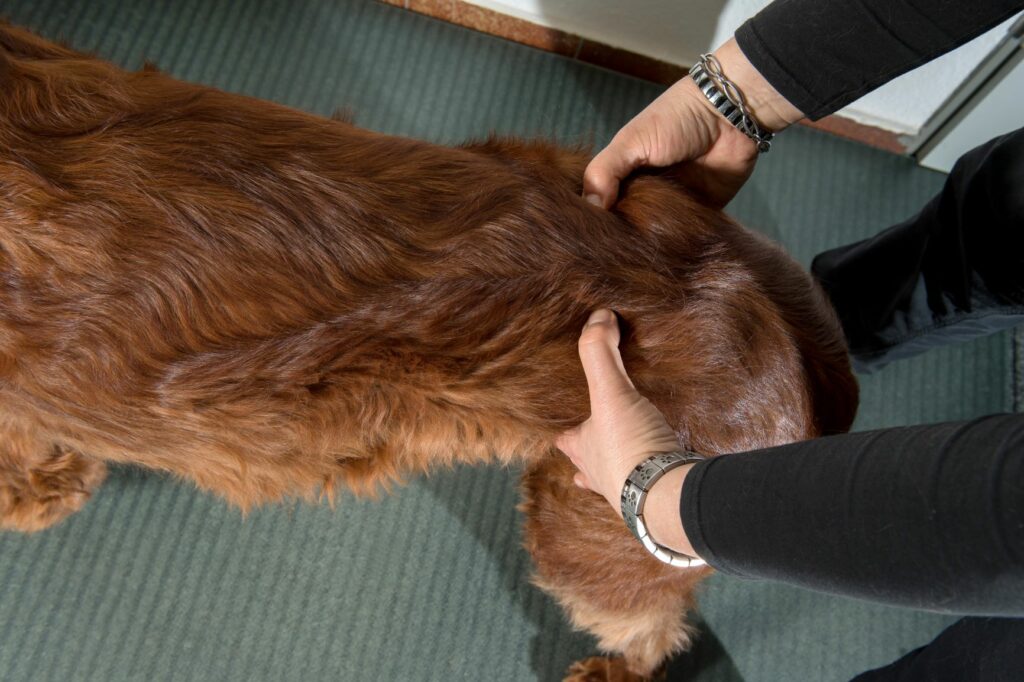 visita dal vet per zoppia nel cane