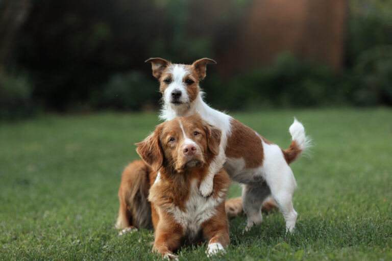 crescere assieme cani di razze diverse