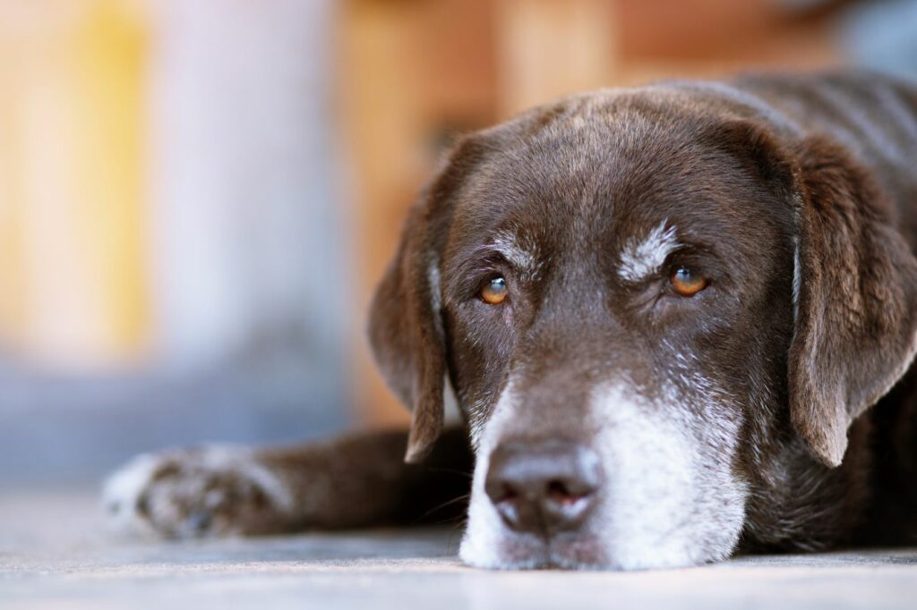 cane affetto da ipotiroidismo