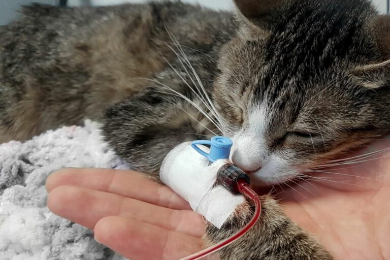 donazione sangue gatto