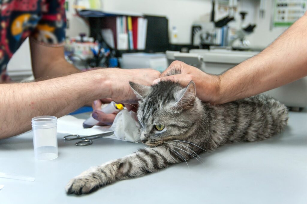 gatto dal vet per donazione sangue