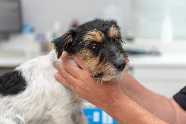 ipotiroidismo nel cane