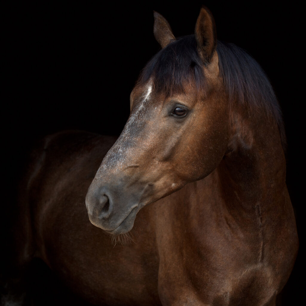 primopiano di cavallo