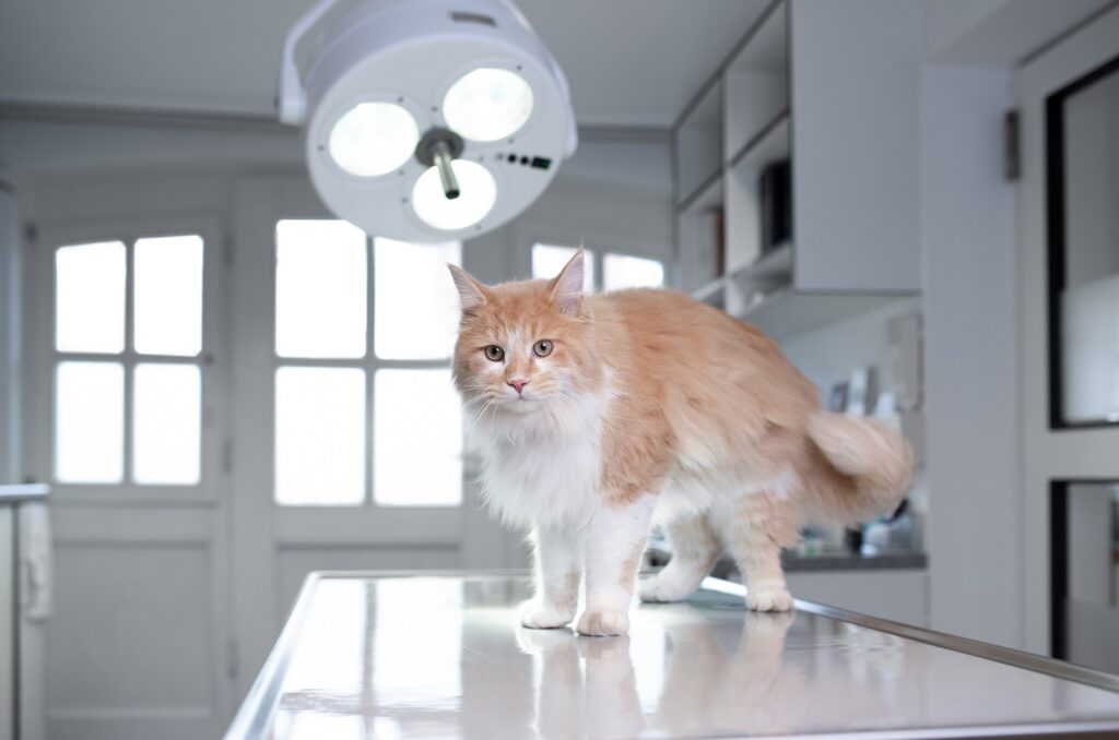 cat at veterinarian