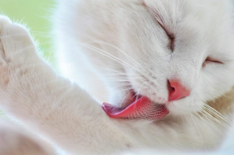 Alopecia psicogena felina Alopecia psicogena felina