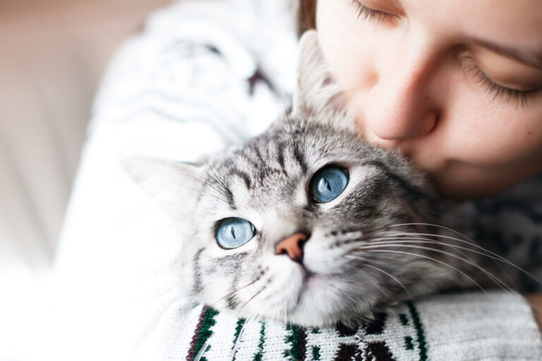 congiuntivite nel gatto congiuntivite nel gatto