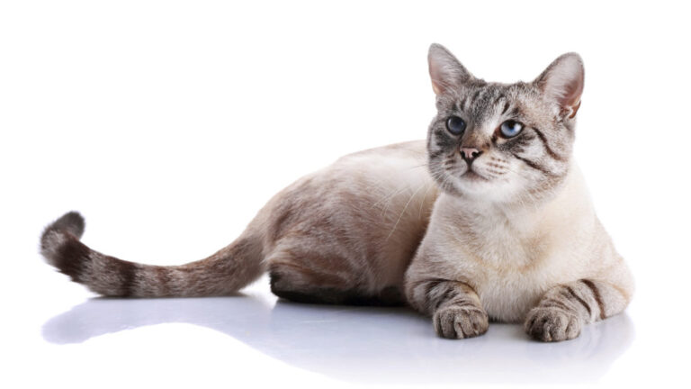 Metodi contraccettivi per gatti Metodi contraccettivi per gatti