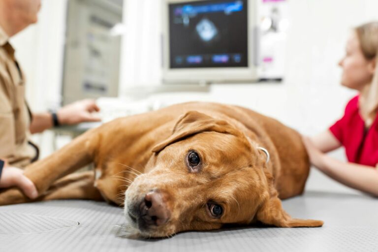 assicurazione per cani assicurazione per cani