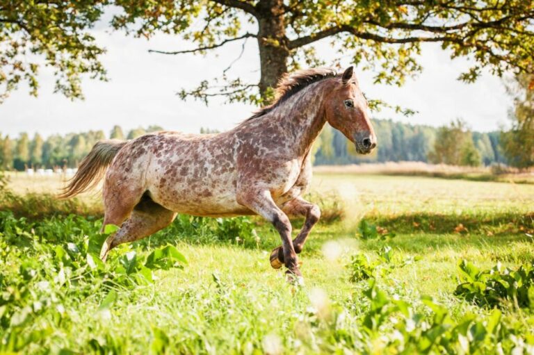 cavallo Appaloosa