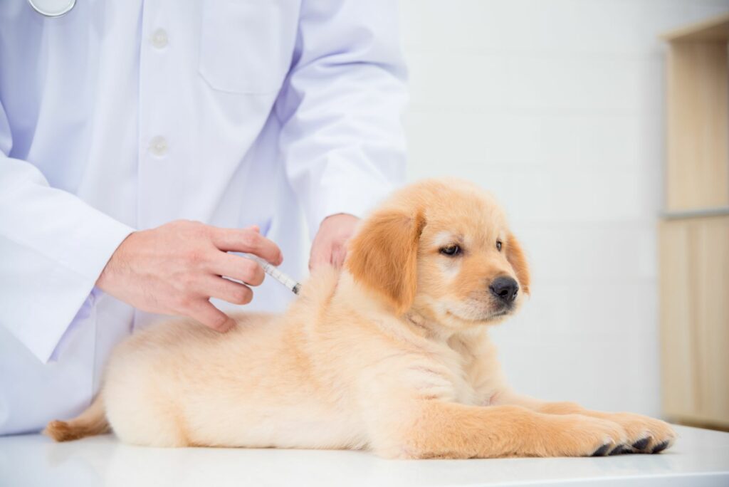 dal vet per assicurazione per cani