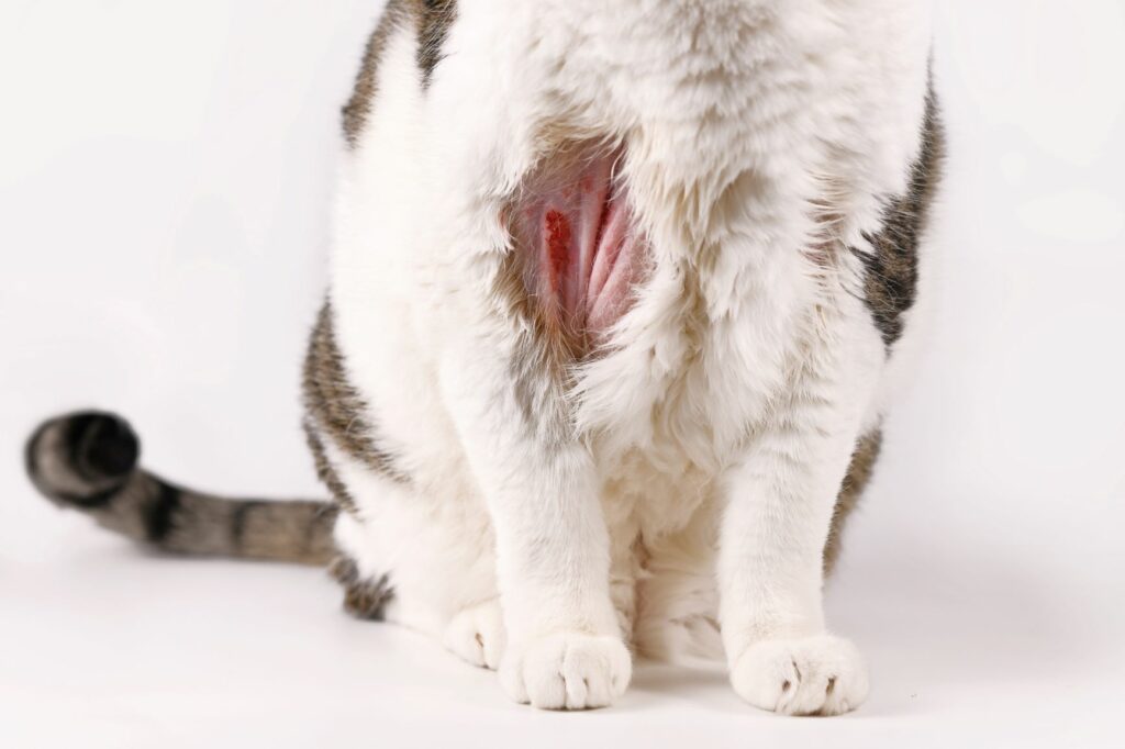 gatto affetto da alopecia psicogena felina