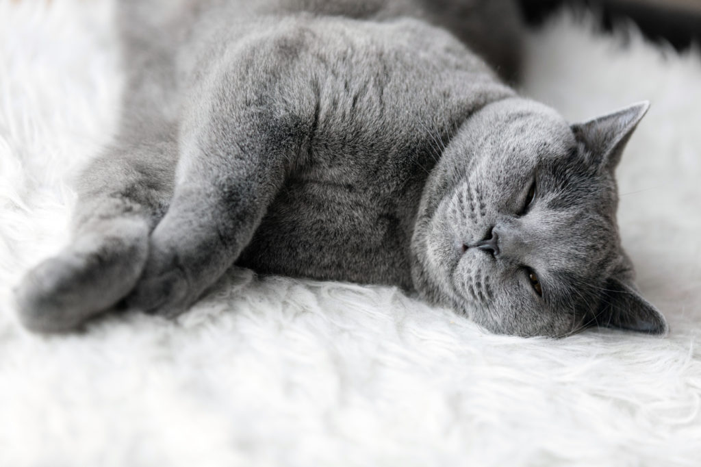 scegliere metodi contraccettivi per gatti