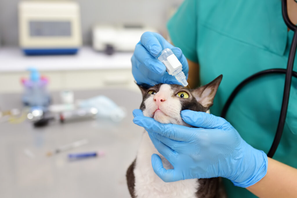 veterinario visita gatto per congiuntivite