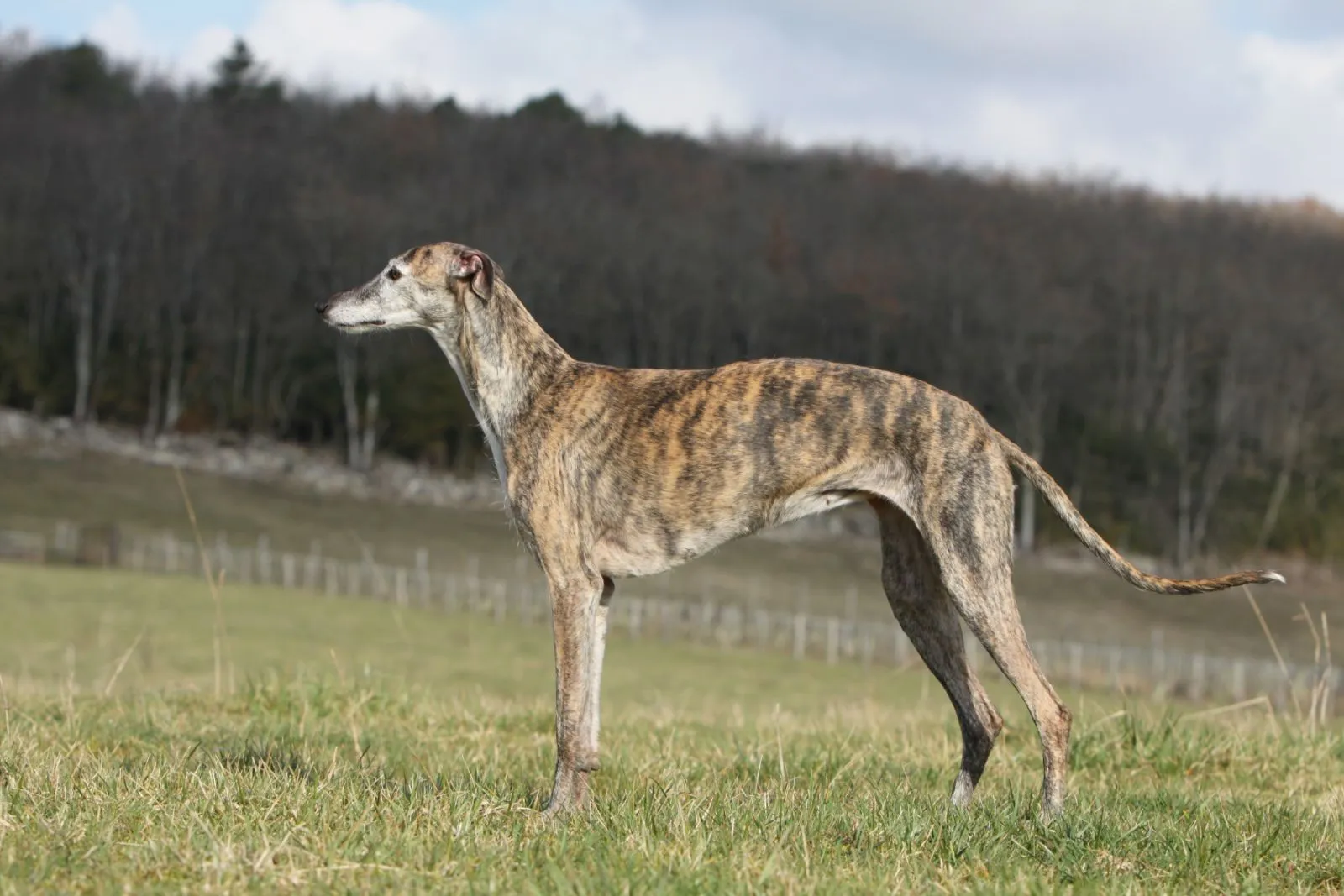 Galgo Spagnolo tigrato