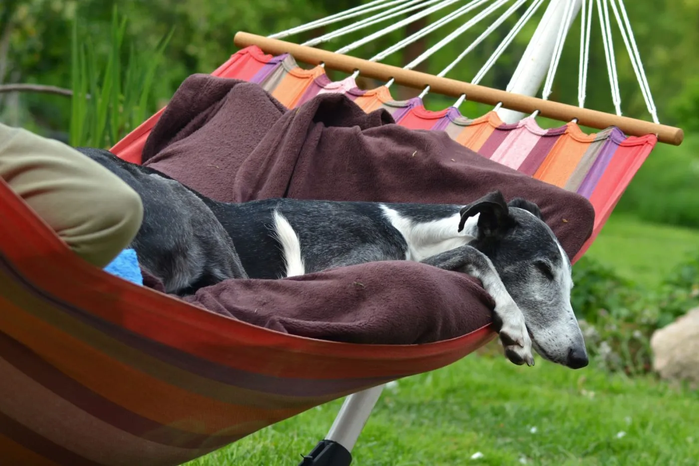 Il Galgo Spagnolo ama le coccole
