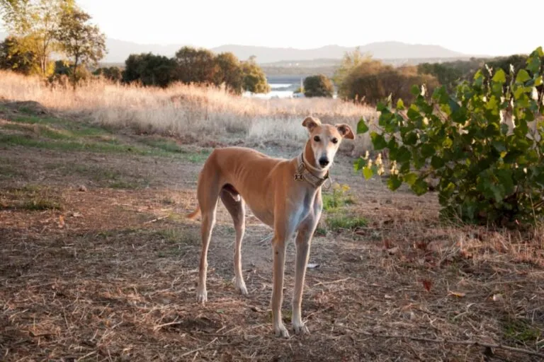 Un Galgo Spagnolo guarda verso la fotocamera