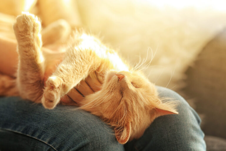Cute cat lying on its owner’s knees, close up view adottare un gatto anziano