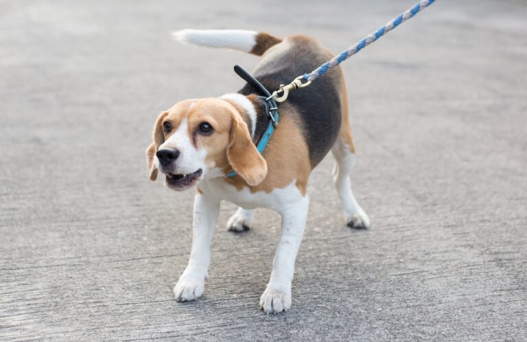 beagle ringhia al guinzaglio