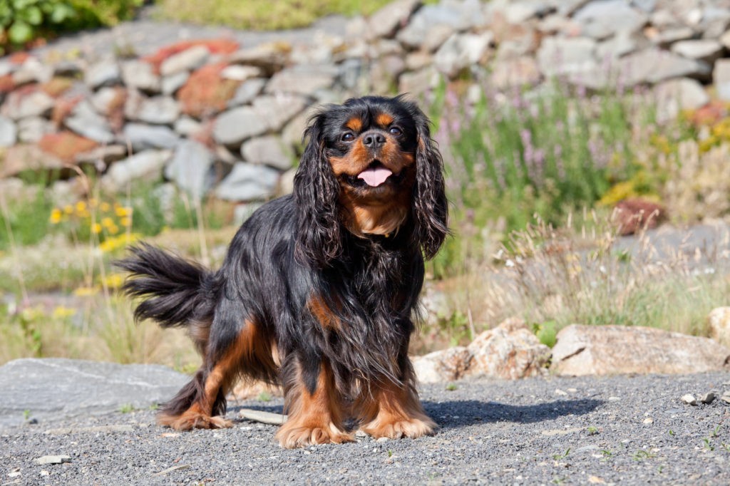 cavalier-king-charles-spaniel-colore-rosso-nero-pelo