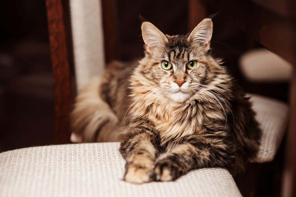 Portrait of a Maine Coon cat