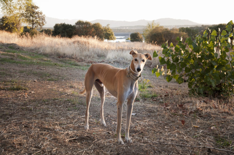 galgo español