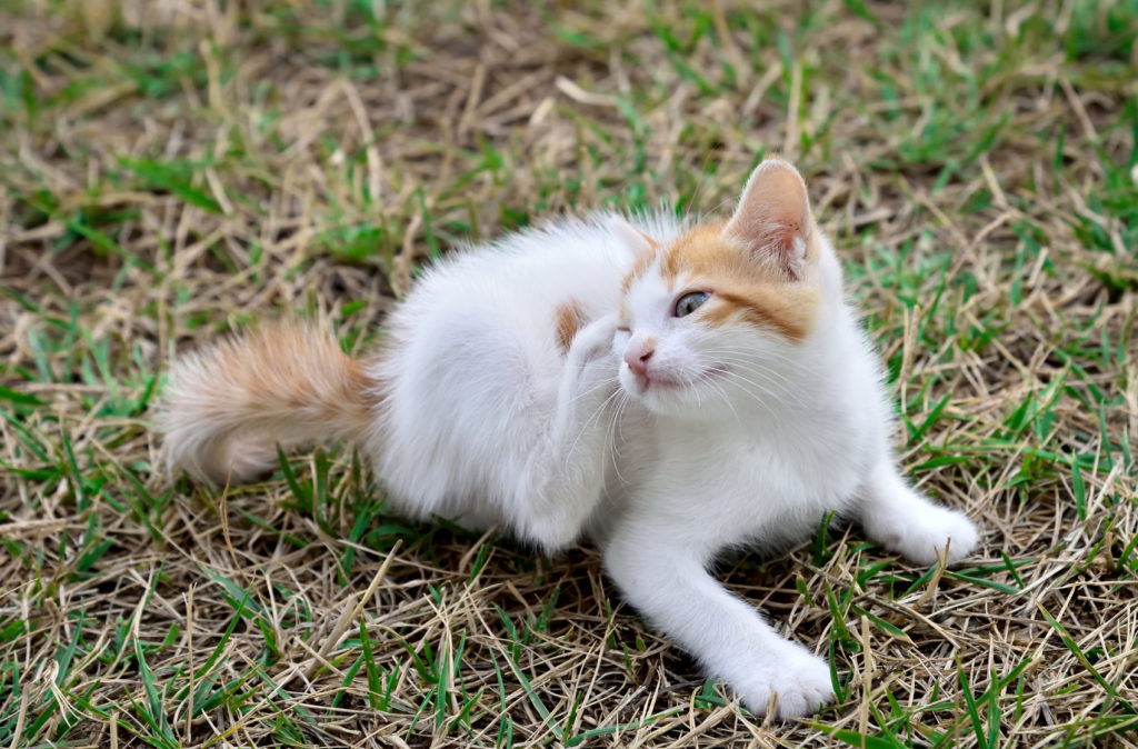 gatto con malattia pelle