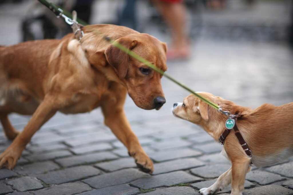 Incontro cani al guinzaglio