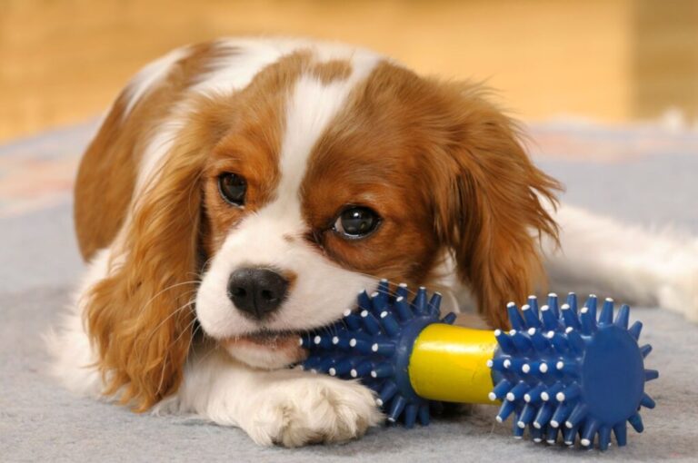 Cavalier King Charles Spaniel Welpe mit Hundespielzeug