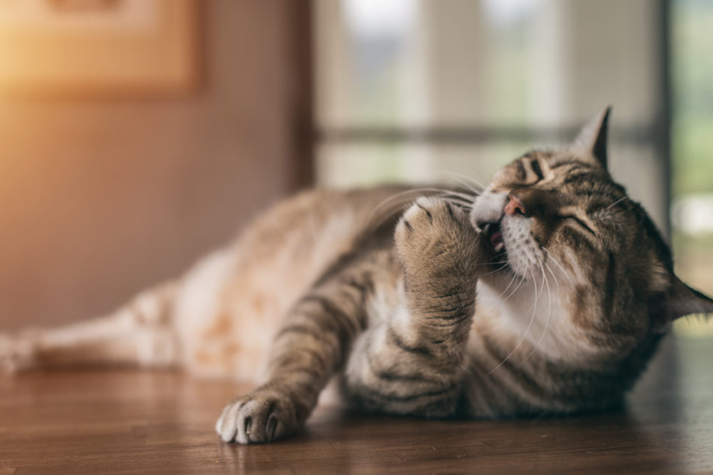 fat tabby cat