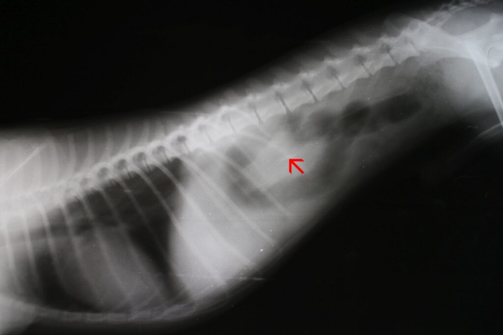 radiografia mostra corpo estraneo nell'intestino del cane