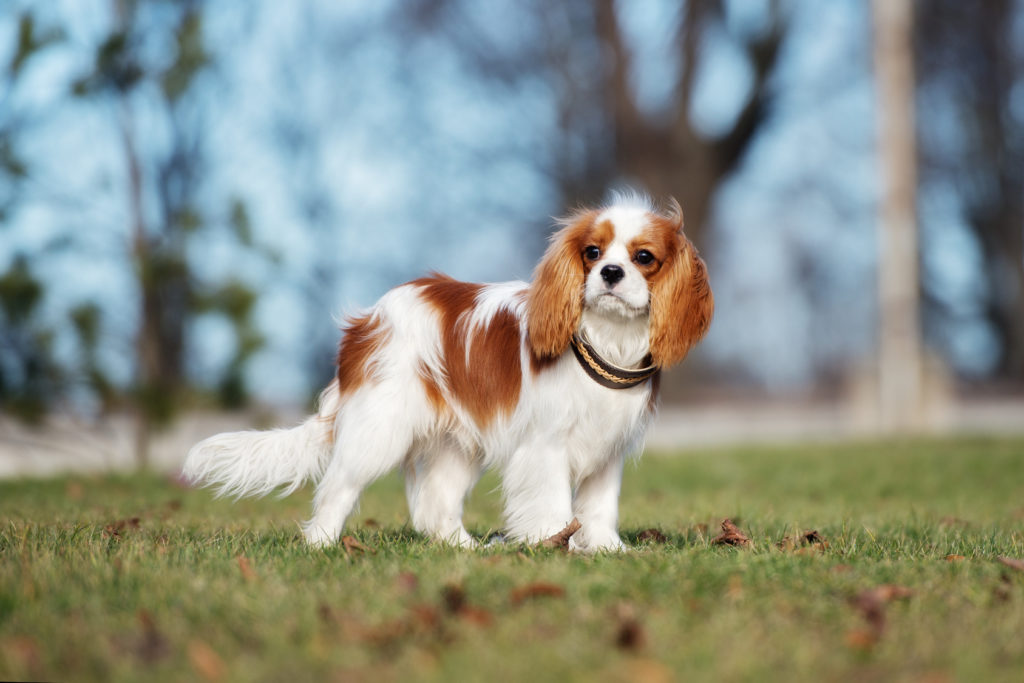 Cavalier King: razza, aspetto fisico e carattere