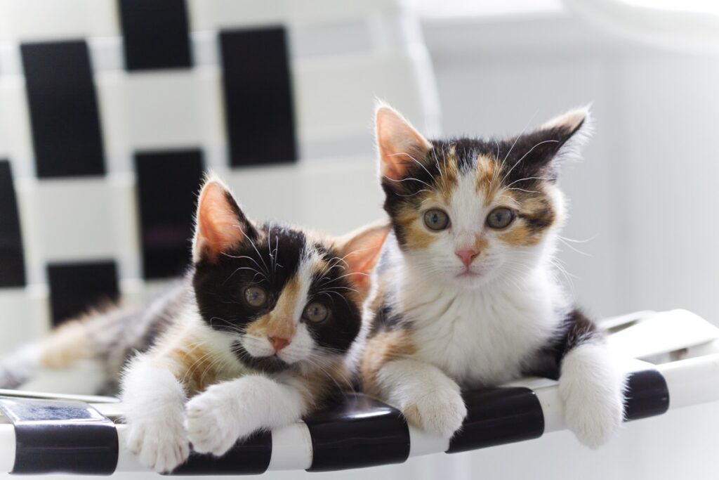 2 kitten di gatto tricolore