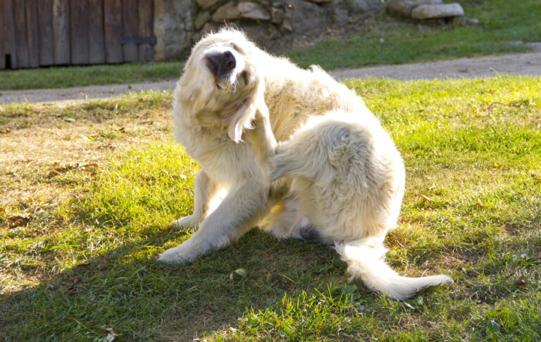 Infestazione da funghi & acari nel cane - Prurito nel cane