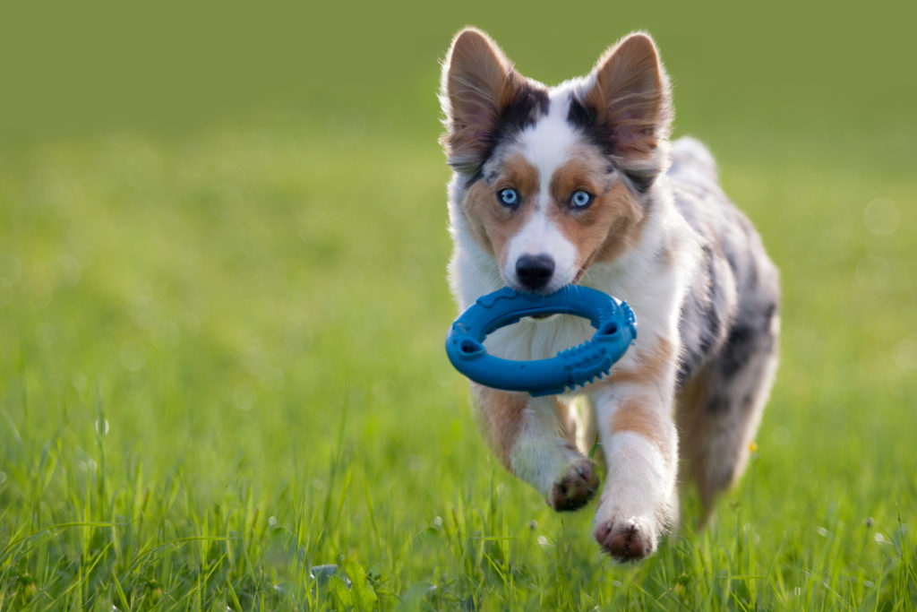 Australian Shepherd corre in giardino