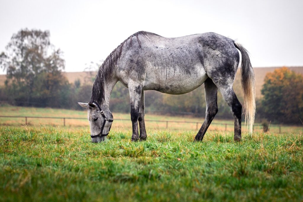 cavallo bruca erba in pascolo umido